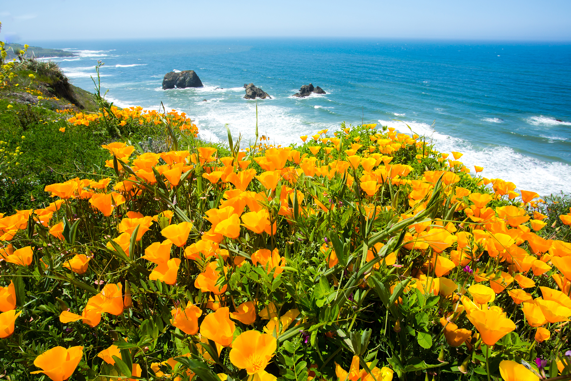 California Poppies